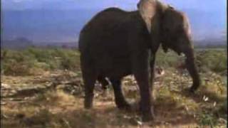 African elephant video Loxodonta africana 22 [upl. by Immac]