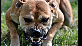 UNLEASHED Part 2 2024 Documentary Pitbull Fighting Exposed [upl. by Zebe]