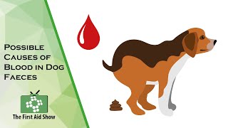 Understanding Blood in Your Dogs Stool Common Causes and Concerns [upl. by Allbee]