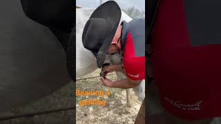 How to bean a gelding Horse owner need to know info [upl. by Tove424]