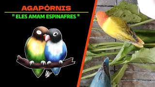 Agarponis  eles amam espinafres 🐦 [upl. by Mill]