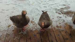 Toulouse Geese and Embden Goose Begging For Lettuce 🤣 [upl. by Ambrogino]