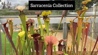 Sarracenia Collection  Pitcher Plant Care [upl. by Lajes]