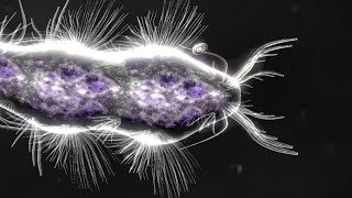 Organismo X Vs Copepodo Bionix Creature Creator [upl. by Tuddor]