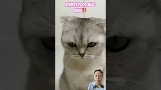 TEMPAT POOP MIAO BARU⁉️ cat funny pets funnycats comedy cats spidermanlucu comedyfilms [upl. by Hen500]