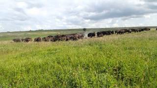 Bison Herd at Blue Mounds State Park [upl. by Ehtnax532]