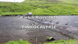 Karluk River Weir 2020 quotPINKOCALYPSEquot Kodiak Alaska [upl. by Trojan]