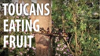 Toucans Eating Fruit in Costa Rica  The Dirt Doctor [upl. by Ambur]