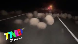 Tumbleweed shuts down road in Washington State [upl. by Dagall379]