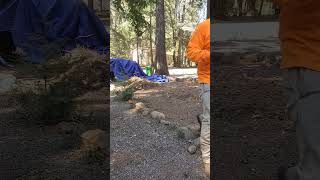 Front Yard deep clean in the pines paradiseca propertycleanup landscapping hardwork cleanup [upl. by Enitsirk]