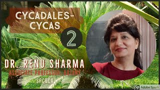 Cycadales  CYCAS Part  2  Dr Renu Sharma [upl. by Naugan19]