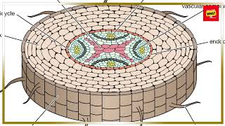 How Do Plants Use Water to Transport Nutrients [upl. by Soule]