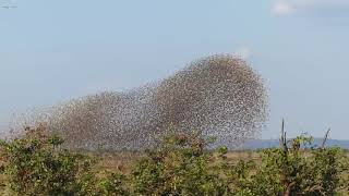 Massive flocks of Redbilled Quelea fly as one in spectacular aerial displays [upl. by Cornwall]