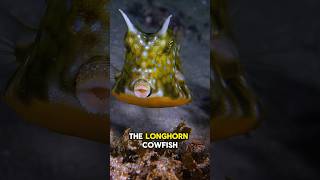 Longhorns Cowfish also known as the longhorns boxfish longhorncowfish shorts naturelovers [upl. by Healey90]