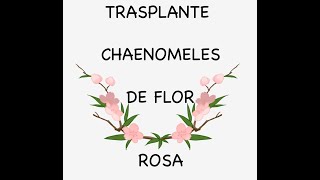 TRASPLANTE DE CHAENOMELES  CHOJUBAI DE FLOR ROSA [upl. by Euqinemod522]