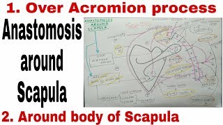 Anastomosis Around Scapula  Body of Scapula and Acromion Process [upl. by Wolsniw]