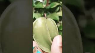 fruit naturallifeb naturalclips naturelife guava food harvest fruitcutting plants [upl. by Parrott461]