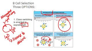 B cell Selection [upl. by Rufe]