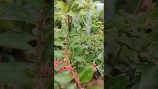 Lagerstroemia ek khubsurat flower plant hai [upl. by Bonita]