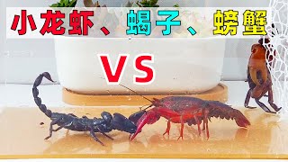 大對決：小龍蝦、蠍子、螃蟹決鬥！Crayfish vs scorpion vs crab [upl. by Leanor103]