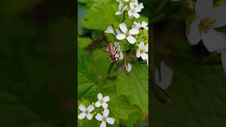 Cortodera humeralis  Schaller 1783  Cerambycidae  Capricorne longicorne [upl. by Barfuss]