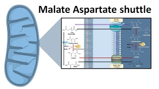 Malate aspartate shuttle system [upl. by Abigail732]