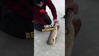 Fisherman Releases Massive Northern Pike Back to the Lake 🐟 🥰 [upl. by Enilreug]