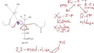 CHEM 407  Pentose Phosphate Pathway  Phosphopentose EpimeraseRibose5Phosphate Isomerase [upl. by Mandell128]