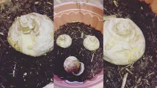 How to plant hyacinth 🪻 [upl. by Goulden]