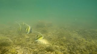 Snorkeling the Hilton Waikoloa Lagoon [upl. by Gerdy]