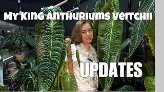 My King Anthurium Veitchii UPDATE💚 anthurium plants rareplants plantita mommyvlogger [upl. by Inalaeham225]