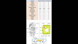 Organelles of Animal Plant and Bacterial Cells geneticteacher [upl. by Onitrof]