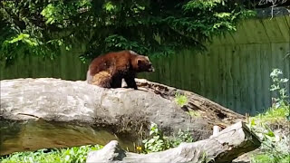 Skansen Zoo StockholmSweden Juli 2017 [upl. by Pippy819]