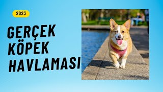 Gerçek Havlayan Köpek Sesi  Dog Barking Sound Yüksek Kalite amp 1 Saatlik Versiyon [upl. by Ecirtal285]