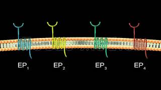 Prostaglandin E2 in Gastric cancer  Animated Atlas of Breast and Gastric Cancer [upl. by Bertold980]