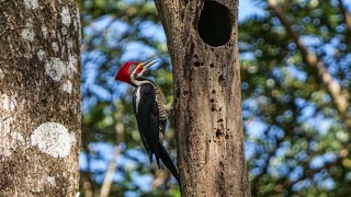 Lineated Woodpecker drumming [upl. by Eycal932]