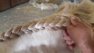 Plaits Portuguese style  How to braid Lusitanos Mane [upl. by Korman]