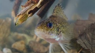 Ruffe Gymnocephalus cernua Underwater UK [upl. by Werda]