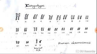 Karyotype and Karyotyping and Its uses hindi [upl. by Arutek]