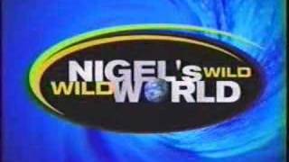 Liger on Nigels Wild Wild World National Geographic [upl. by Pantheas463]