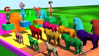 Paint Animal TigerLionCheetahBear Fountain Crossing Animal Game  Animal cartoon [upl. by Nylteak]