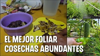 como hacer el mejor Foliar para evitar la CAÍDA de FLORES Y FRUTOS usando LECHE y BANANO [upl. by Azrim]