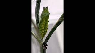 Black Swallowtail Butterfly caterpillars turning into chrysalis [upl. by Hcurab]