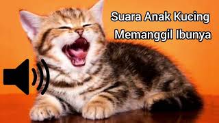 SUARA ANAK KUCING MEMANGGIL IBUNYA [upl. by Balch113]