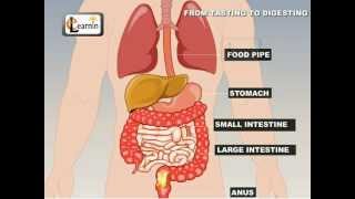 From Tasting To Digesting  Science [upl. by Aivat]