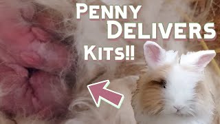 🐰Penelope the Lionhead Rabbit Gives Birth BABY BUNNIES BORN [upl. by Airdnna]