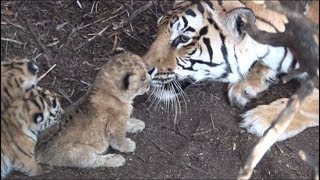 Tigress raises lion cub  hunt together when adults Help save lions and tigers Share our post [upl. by Leonard]