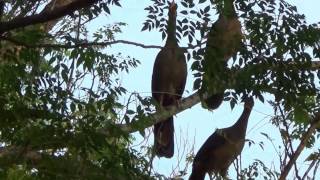 NATURE SINGERS CHACO CHACHALACA sounds ORTALIS CANICOLLIS ARACUÃDOPANTANAL Wild birds free [upl. by Wojak523]