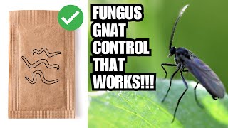 Guaranteed Fungus Gnat Control And Prevention  Over 10 Methods [upl. by Noslien]