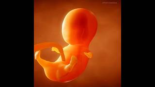 Fetal Development  040 weeks of pregnancy journey [upl. by Blount162]